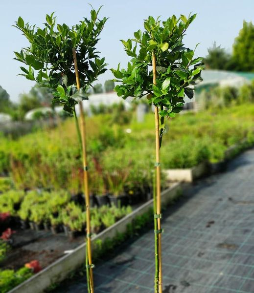 Ilex 'Blue Maid' na kmienku